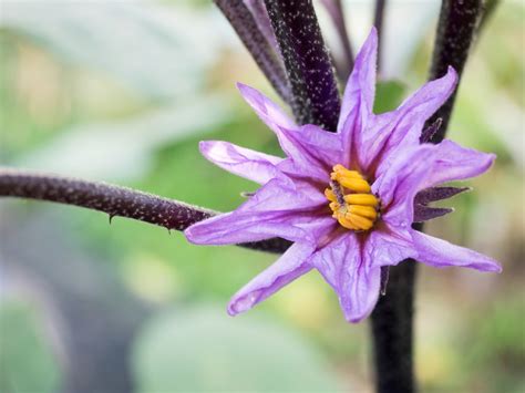 eggplant flowers pollinate  victoria melrose blog