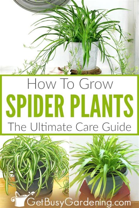 Spider Plant Care Guide How To Grow Chlorophytum Comosum Artofit