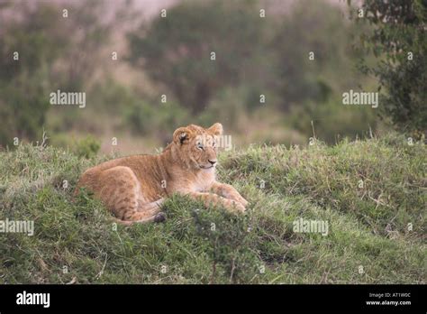 Lion cubs Panthera leo Stock Photo - Alamy