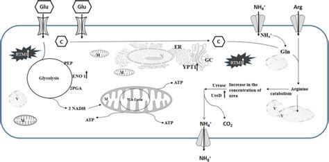 Interaction Of Piriformospora Indica With Azotobacter Chroococcum