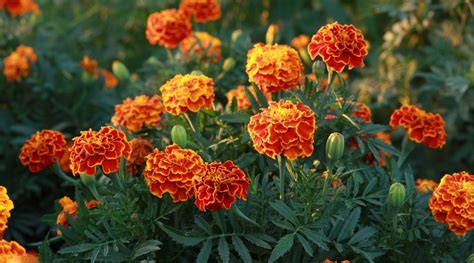 Are Marigolds Annual Biennial Or Perennial Plants Epic Gardening