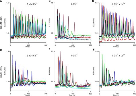 Decoding Of Cytoplasmic Ca Oscillations Through The Spatial Signature