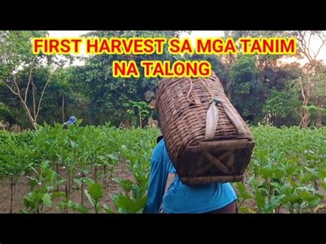 FIRST HARVEST SA MGA TANIM NA TALONG BACKYARD FARMING Ateonang YouTube