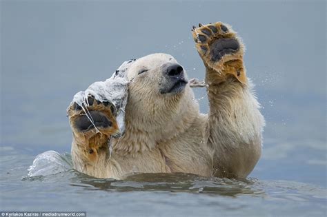 Polar Bear In The Arctic Circle Appears To Dance With A Whale Carcass