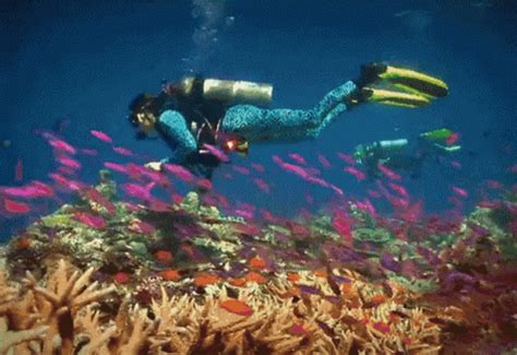 Sea Diving Sea Diving Underwater Discover Share Gifs