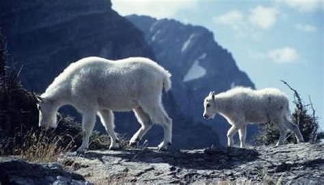 What Are Some Endangered Species in the Alpine Tundra? | Animals - mom.me