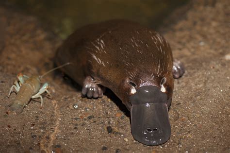 Platypus Eating