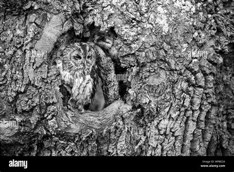 Tawny Owl Strix Aluco Captive Perched In Tree Hole Castle