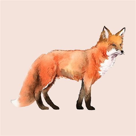 A Red Fox Painted By Watercolor Free Vector Illustration Rawpixel