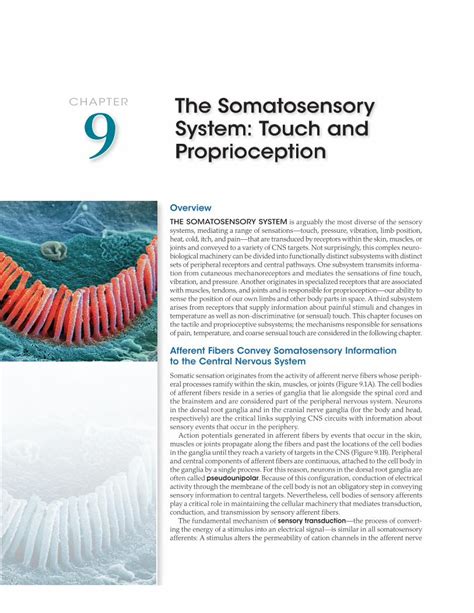 Pdf Chapter The Somatosensory System Touch And Proprioception