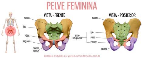 Dor Pélvica Onde Fica A Pelve Feminina