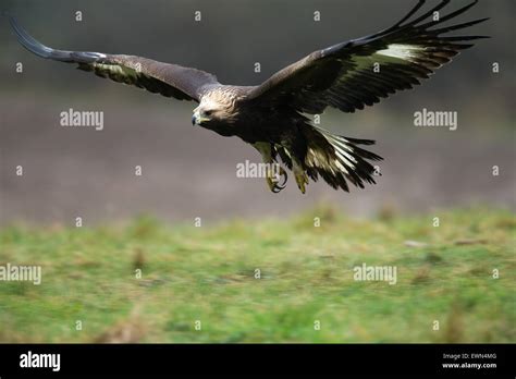 Golden Eagle flying Stock Photo - Alamy