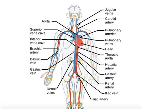 Major Arteries Of Circulatory System Created By Alex A Diagram Quizlet