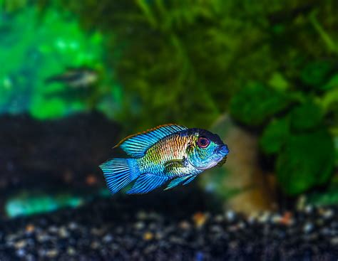 Electric Blue Acara Aequidens Pulcher ☁ ♥