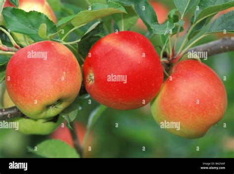 Manzano Malus domestica interna variedad Regal Príncipe Gala tres