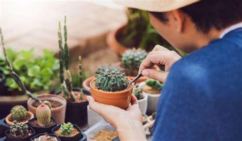 10 Jenis Pokok Kaktus Cara Mudah Jaga Dalam Rumah