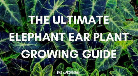 Elephant Ear Plant Grow And Care For Colocasia Epic Gardening