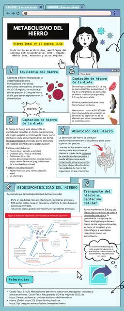 INFOGRAFIA METABOLISMO DEL HIERRO Aureal Study UDocz