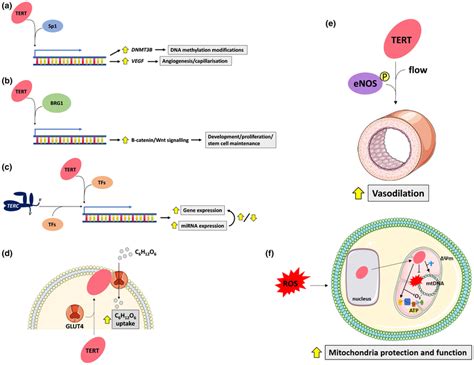 Of The Key Non‐canonical Functions Of Telomerase Relevant To Endurance