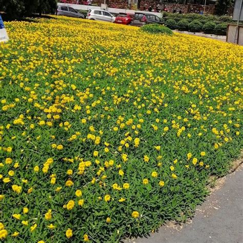 Promo tanaman kacang kacangan landep/pohon kacangan rumput - Kab. Bogor ...