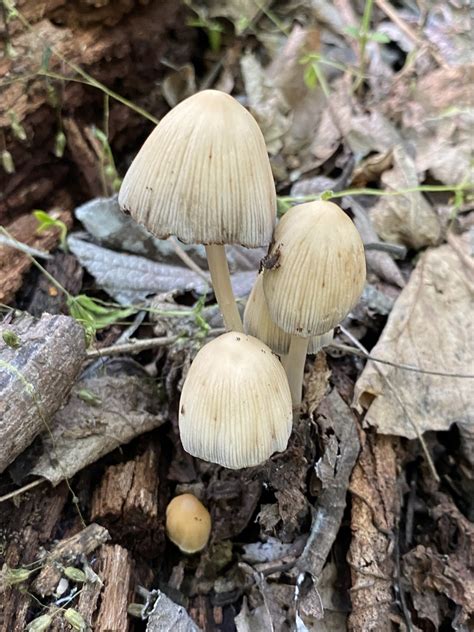 Coprinellus Sect Micacei In May 2023 By Jim Oehmke INaturalist