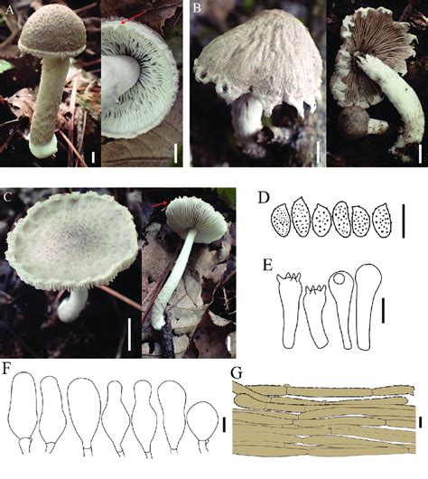 Basidiomata And Microscopic Features Of Coprinopsis Pusilla A