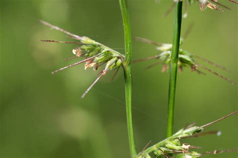 Creeping Shade Grass Logan Native Grasses · Inaturalist