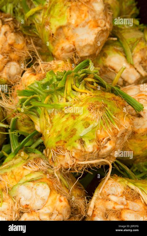 Celeriac Apium Graveolens Stock Photo Alamy