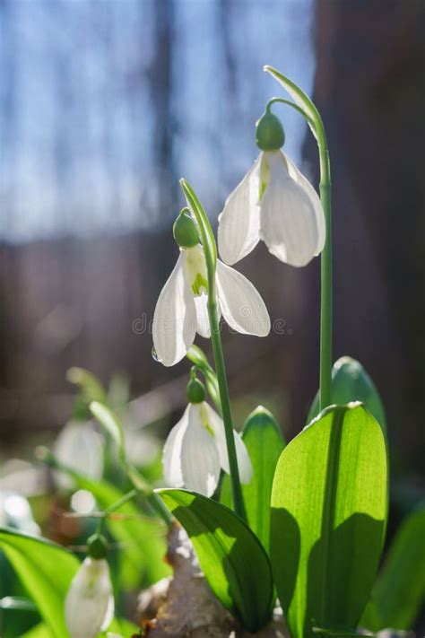 Mooie Sneeuwklokjes Tussen Gele Bloemen In Het Gras Tijdens F Stock