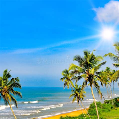 Cocotier Palmier Avec Plage Tropicale Et Soleil Photo Stock Image Du