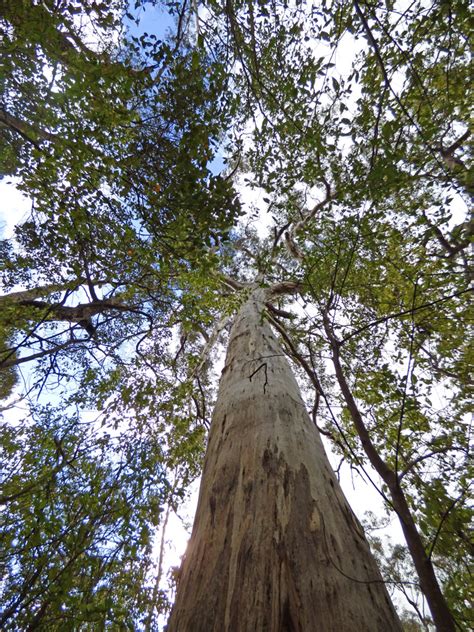 Calphotos Eucalyptus Diversicolor Karri