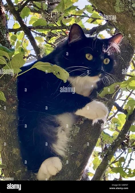 Black And White Long Haired Cat In A Tree Stock Photo Alamy