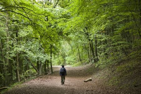 uk government announces   national forest   years