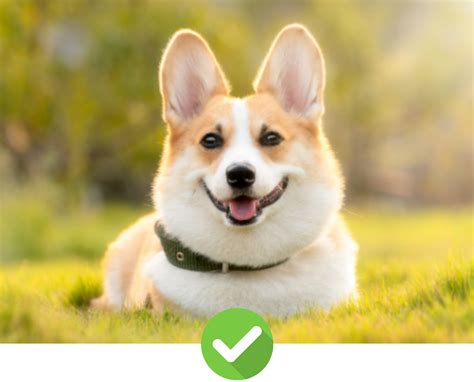 Pet Face Necklace – Pup Ring