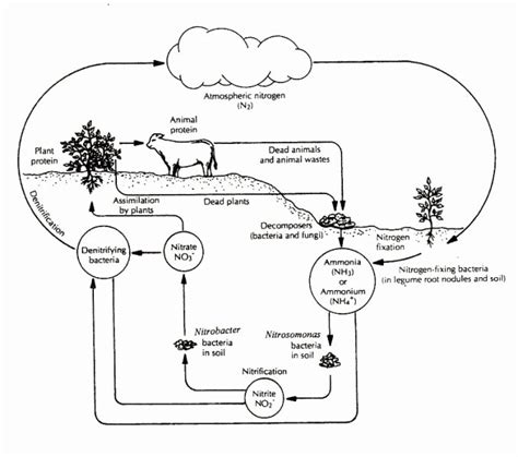 50 the Carbon Cycle Worksheet Answers – Chessmuseum Template Library