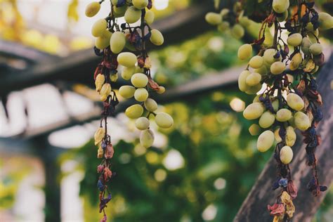 Images Gratuites Arbre Branche Fleur Brouillard Grain De Raisin