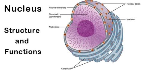 Functions Of The Nucleus In Plant Cells Greenmetric Universitas Medan