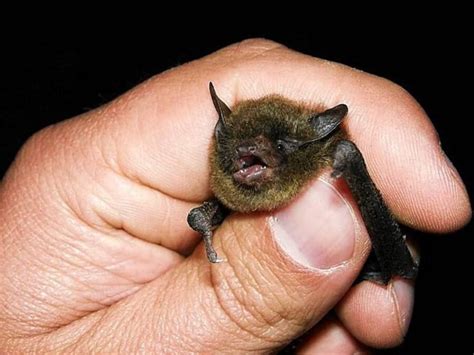 When Do Bats Have Babies Pups Mi And In Bat Maternity Season