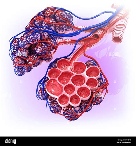 Alvéole Pulmonaire Coupe Banque De Photographies Et Dimages à Haute