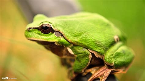 Amphibian Wallpapers Top Free Amphibian Backgrounds Wallpaperaccess