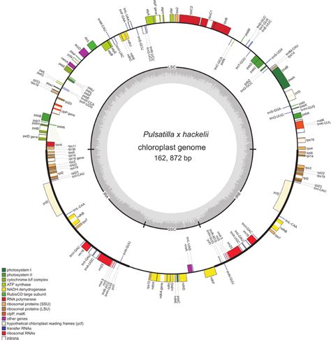 Gene Map Of The Pulsatilla Hackelii Plastid Genome Genes Outside The