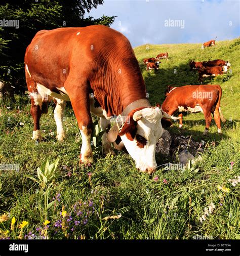 eat the flowers Stock Photo - Alamy