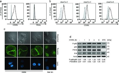 Cd95 Mediated Signaling Is Essential For Clearca Cell Survival A