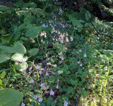 WILDFLOWER SEEDS - Linnaea borealis (Twinflower) Wild Flower Seeds ...