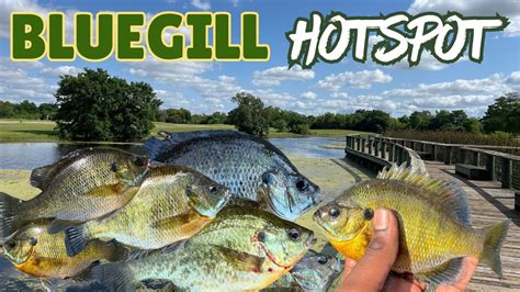 Panfish Fishing For Bluegill And Redear Sunfish In City Park Lake Bream