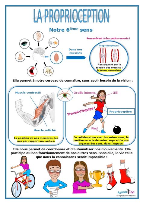 Proprioception Et Dysproprioception Infographie Sensoridys