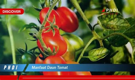 Temukan 7 Manfaat Daun Tomat Yang Bikin Kamu Penasaran