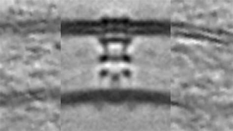 Type Iv Pilus Atlas Of Bacterial And Archaeal Cell Structure