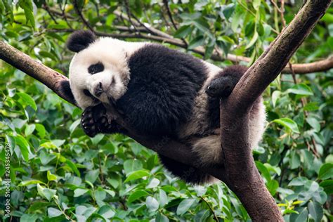 Großer Panda schläft auf einem Baum Stock Photo Adobe Stock