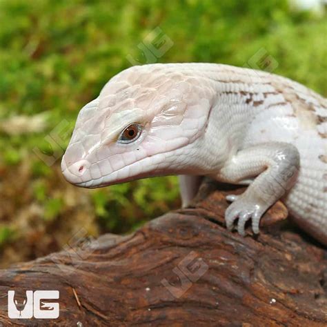 Baby Northern Blue Tongue Skinks For Sale Underground Reptiles